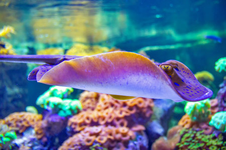 The bluespotted ribbontail ray is a species of stingray in Lausanne water aquariumの写真素材