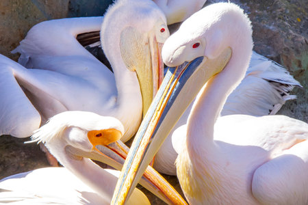 Group of pelicans resting and interacting by waterの写真素材