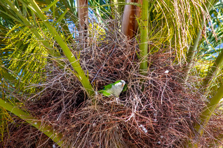 A vibrant parrot perched on a tropical palm tree.の写真素材