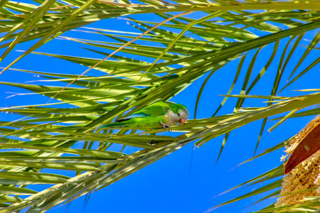 A vibrant parrot perched on a tropical palm tree.