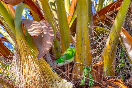A vibrant parrot perched on a tropical palm tree.