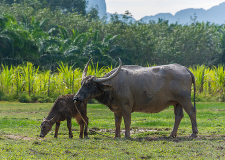 Thai buffalo standing in a grass field at Phang Nga, Thailandの写真素材