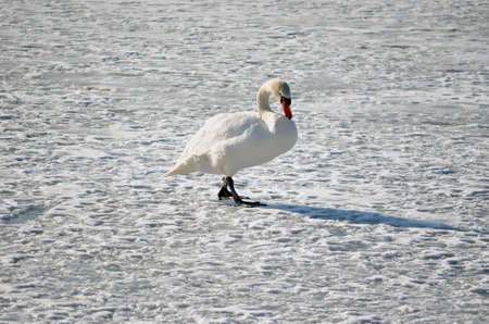 Swan walking on the snow の写真素材