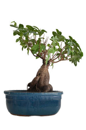 Wet bonsai tree isolated on white.の写真素材