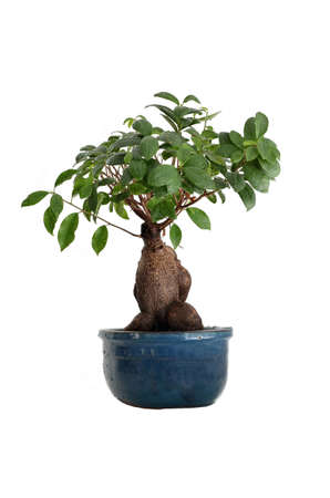 Bonsai tree with water drops isolated on white.の写真素材