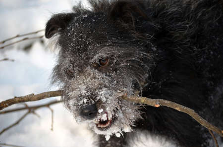 Aggressively looking dog chewing a stick in the winter.の写真素材