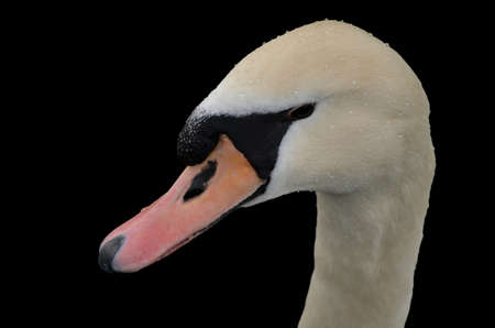 A swan portrait, isolated on a black background.の写真素材