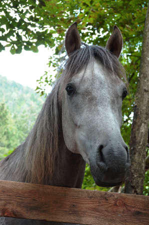Head of a grey horse.の写真素材