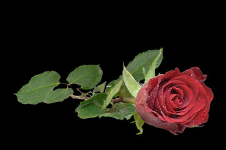 Single red rose lying down isolated on a black background の写真素材
