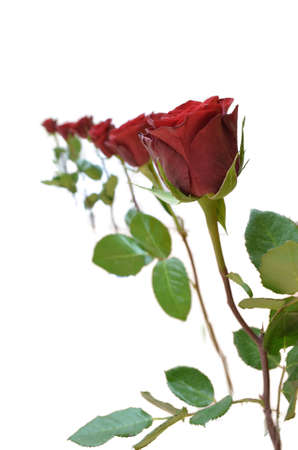 Six red roses in a row, isolated on a white background の写真素材