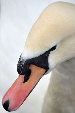 Portrait of a white swan, closeup.の写真素材