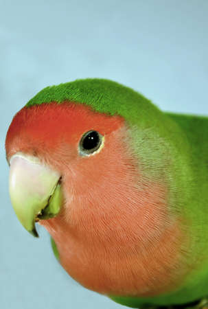A close-up of a Peach-faced Lovebird Agapornisの写真素材