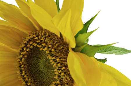 Detail of sunflower isolated on white background.の写真素材