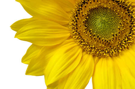 Close up of sunflower isolated on white background.の写真素材