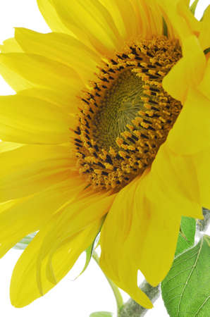 Detail of sunflower isolated on white background.の写真素材