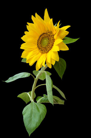 Sunflower isolated on black background.の写真素材