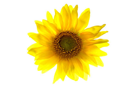 Sunflower isolated on white background.の写真素材