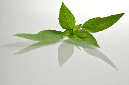 Fresh basil isolated and reflected on background の写真素材