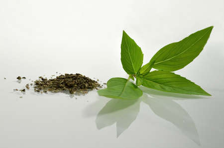 Fresh and dried basil isolated and reflected on background の写真素材