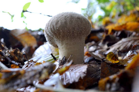 Wet Common Puffball mushroom in the forest の写真素材
