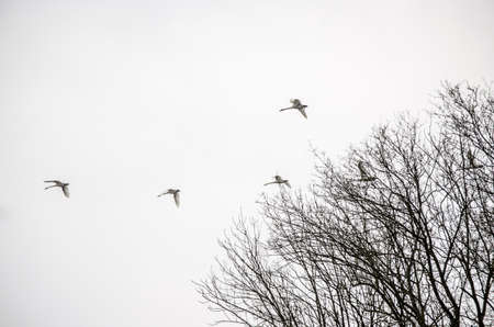 Flock of swans flying over a tree crown 