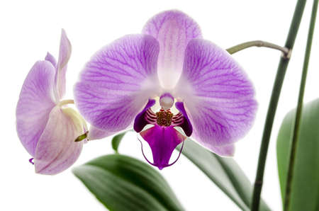 Closeup of Orchid flower isolated on a white background の写真素材
