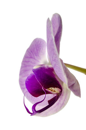 Closeup of a beautiful Orchid flower isolated on a white background  Side viewの写真素材