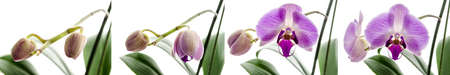 Four stages of growth with Orchid flower isolated on a white background.の写真素材