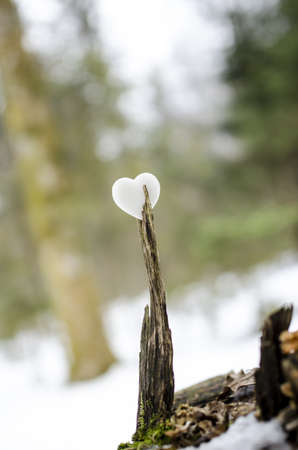 Heart made of white marble in a forest  Valentine concept の写真素材