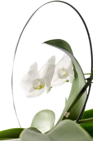 White orchid flower isolated over white background の写真素材