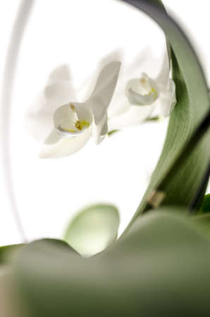 White orchid flower with shallow dof の写真素材