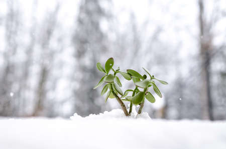 New green plant growing out of snow with snowflakes falling down の写真素材