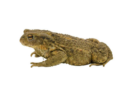 Side view of a toad isolated on white background の写真素材