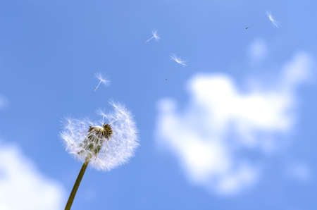Blown dandelion on a blue sky.の写真素材