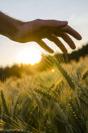 Detail of male hand stroking wheat field.