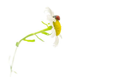 Side view of ladybug sitting in daisy flower  Empty space ready for your text の写真素材
