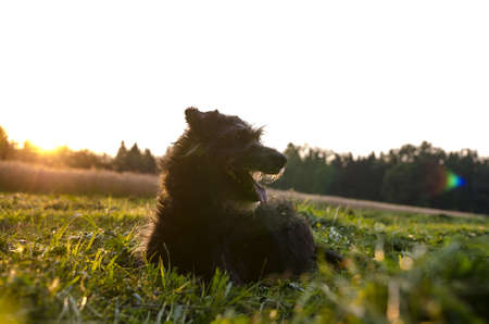 Black dog lying on a meadow with beautiful landscape and sunset in background.の写真素材