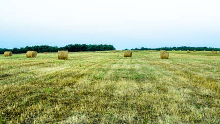 Round hay bales in harvested field in summer evening. の写真素材