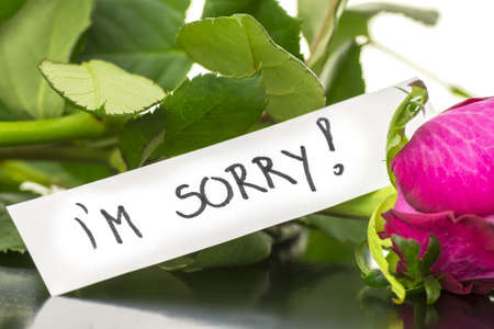 I'm sorry message on a pink rose.の写真素材
