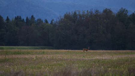 Deer at dusk on a meadow at the edge of woods.
