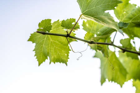 Branch of beautiful green grape leaves in early summer evening.の写真素材