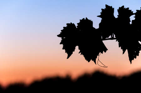 Grape leaves silhouette at dusk の写真素材