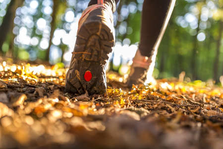 Closeup of female legs hiking on a beautiful summer day.の写真素材