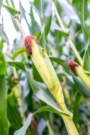 Closeup of ripening corn field.