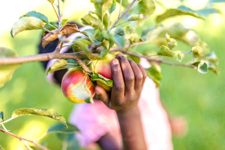 Detail of african girl picking ripe apples.の写真素材