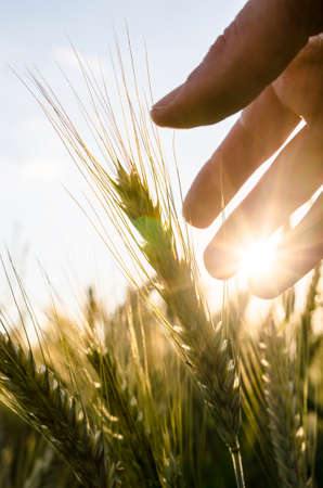 Detail of farmer hand caring for his wheat field.の写真素材