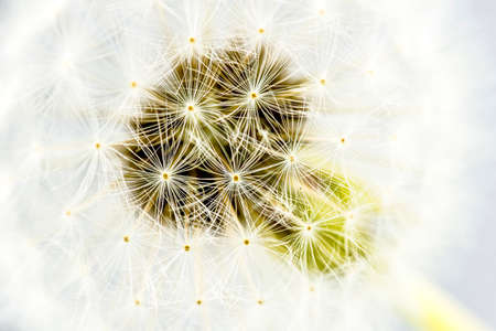 Macro shot of beautiful fluffy dandelion seed head.の写真素材