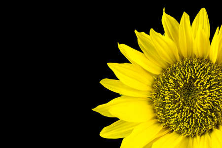 Beautiful blooming sunflower over black background.の写真素材