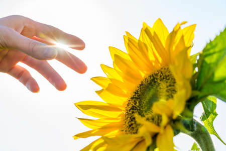 Closeup of male hand about to pick a beautiful sunflower on a sunny day.の写真素材
