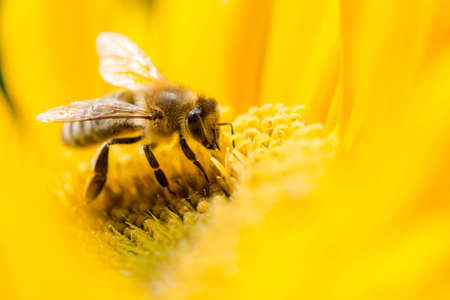 Macro shot of bee on a yellow flower. Shallow dof.の写真素材